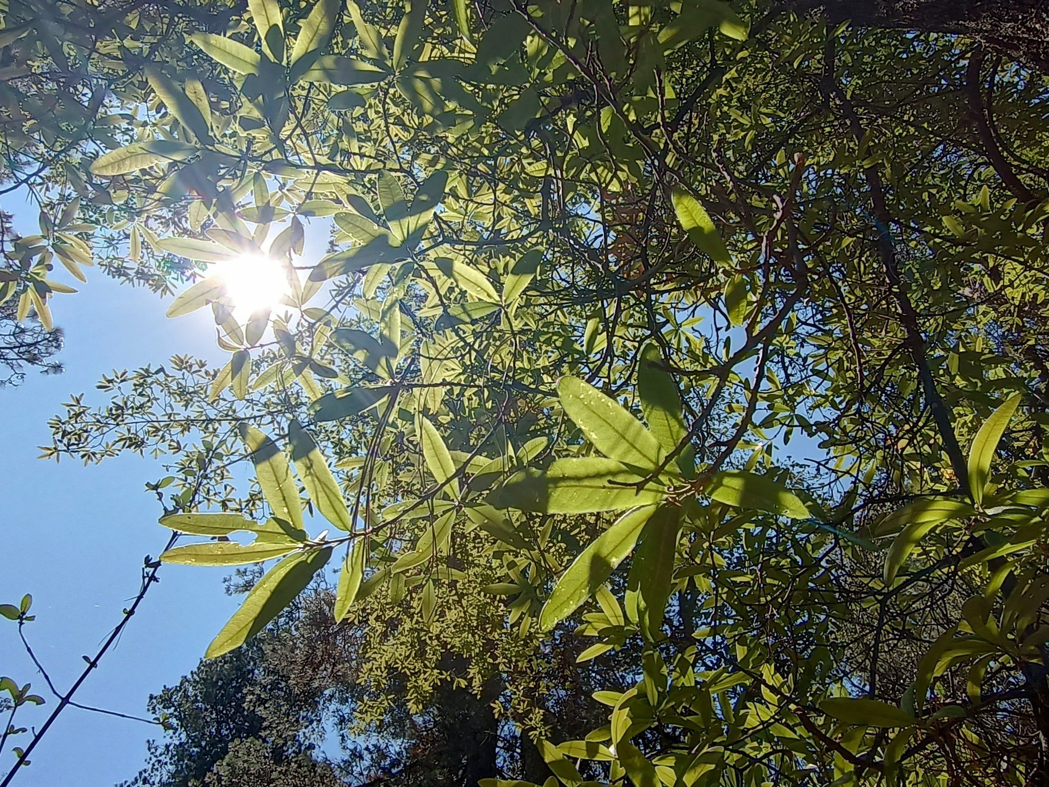 Quercus mexicana